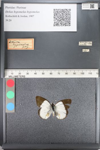 Media type: image;   Entomology 131615